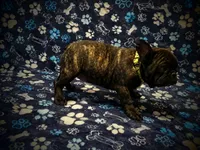 Sassy, a male French Bulldog for sale in Deptford, NJ – 5 of 5