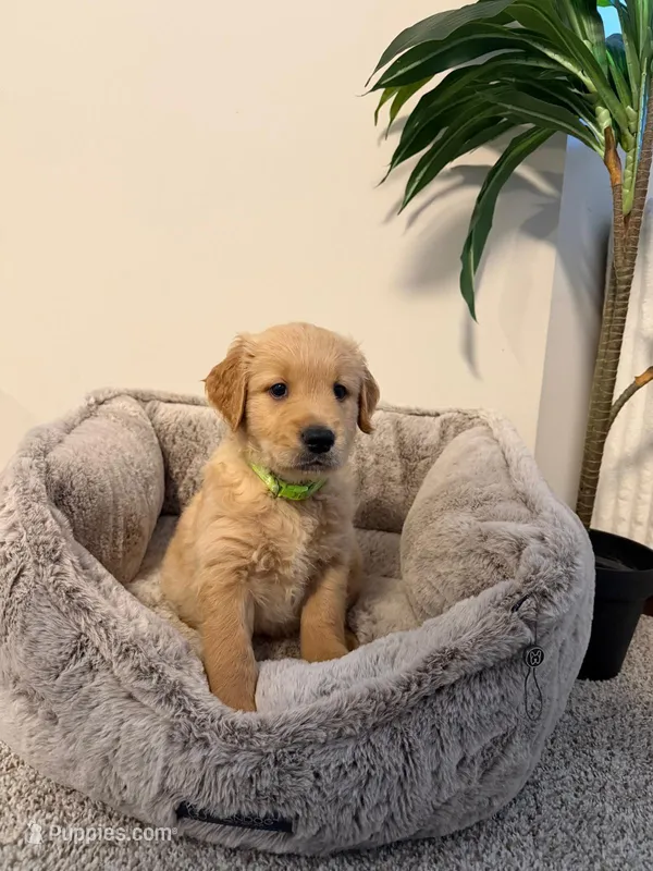 Bobbi  – Golden Retriever puppy for sale in Hyattsville, MD