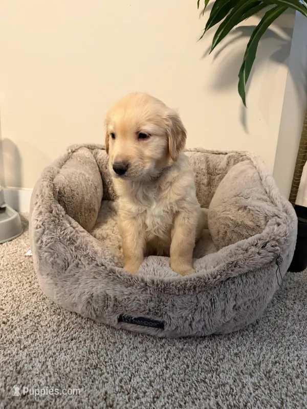 Chicu – Golden Retriever puppy for sale in Hyattsville, MD