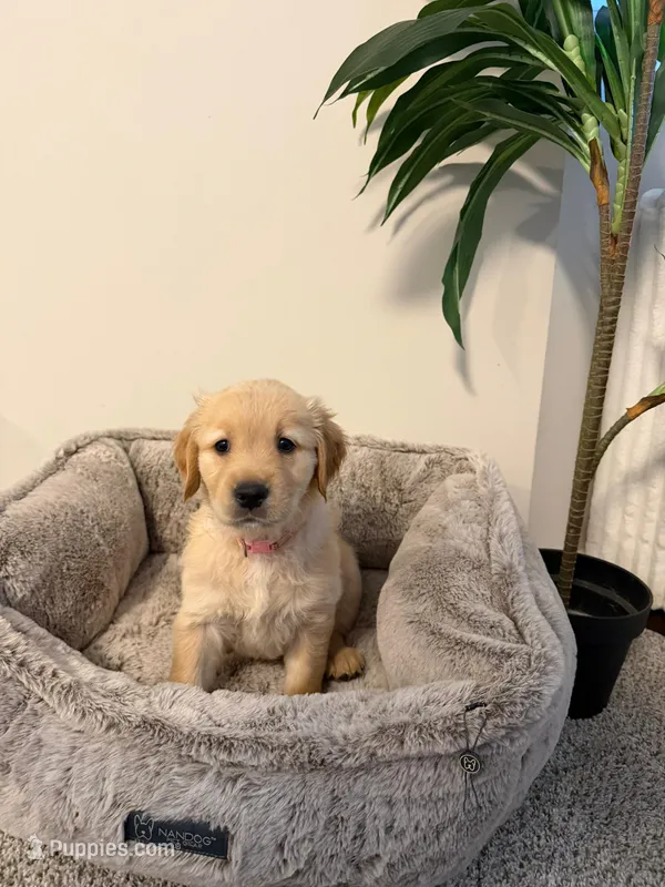 Sofi – Golden Retriever puppy for sale in Hyattsville, MD