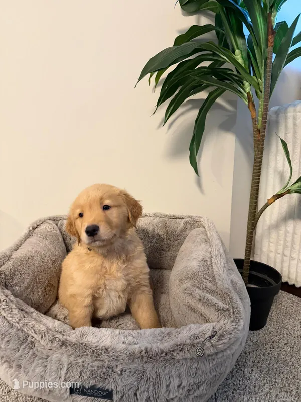 Jack – Golden Retriever puppy for sale in Hyattsville, MD