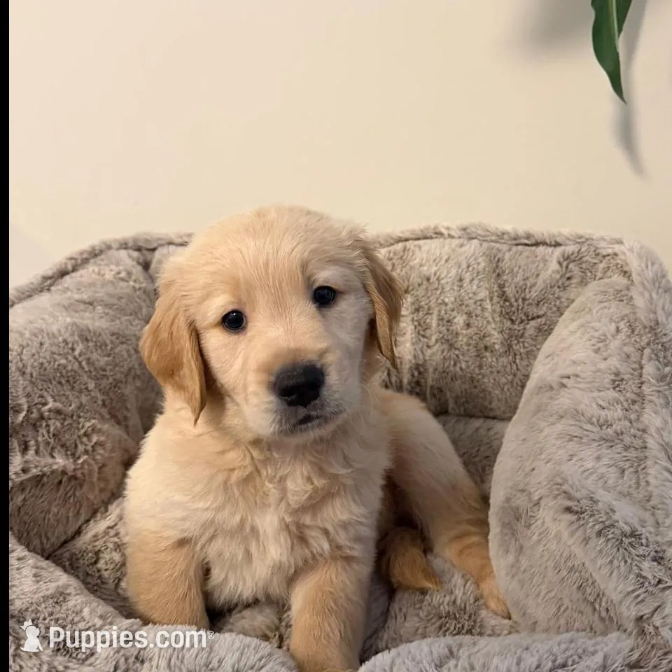 Leo – Golden Retriever puppy for sale in Hyattsville, MD