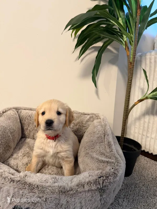 Jordy  – Golden Retriever puppy for sale in Hyattsville, MD