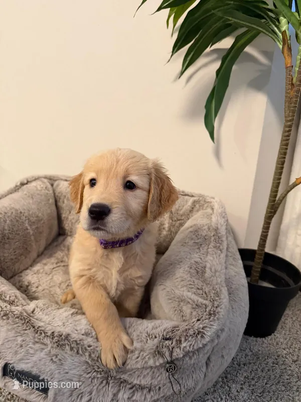 Blanca – Golden Retriever puppy for sale in Hyattsville, MD
