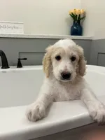 Angel Maple🪽🍁, a male Goldendoodle for sale in Lees Summit, MO – Photo 2 of 4