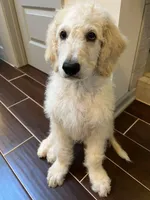 Honey Biscuit🍯, a male Goldendoodle for sale in Lees Summit, MO – Photo 2 of 4