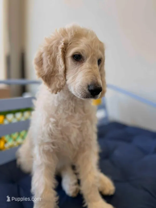 Honey Biscuit🍯 – Goldendoodle puppy for sale in Lees Summit, MO