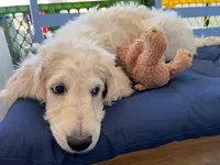 Honey Biscuit🍯, a male Goldendoodle for sale in Lees Summit, MO – Photo 4 of 4