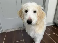 Angel Maple🪽🍁, a male Goldendoodle for sale in Lees Summit, MO – Photo 4 of 4