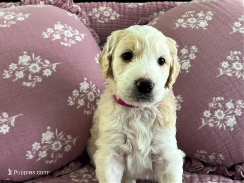 Angel Maple🪽🍁 – Goldendoodle puppy for sale in Lees Summit, MO