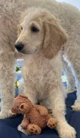 Honey Biscuit🍯, a male Goldendoodle for sale in Lees Summit, MO – Photo 3 of 4