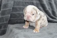Rosie, a female English Bulldog for sale in Brandon, FL – 7 of 7