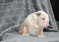 Rosie, a female English Bulldog for sale in Brandon, FL – 2 of 4