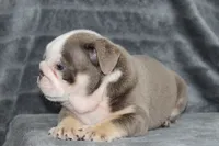 Meatball, a male English Bulldog for sale in Brandon, FL – 7 of 7