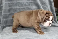 Honey, a female English Bulldog for sale in Brandon, FL – 6 of 10