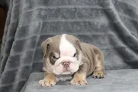Meatball, a male English Bulldog for sale in Brandon, FL – 2 of 7