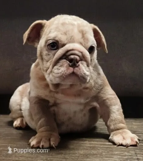 Hank – English Bulldog puppy for sale in Brandon, FL