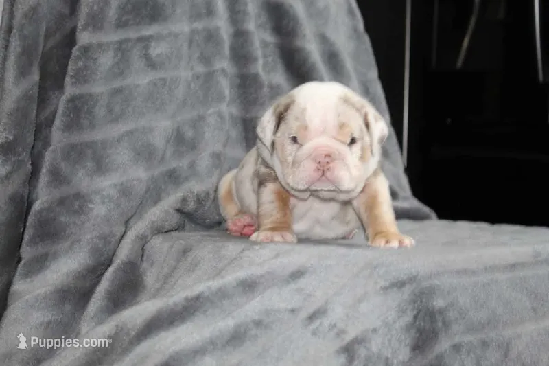Rosie – English Bulldog puppy for sale in Brandon, FL