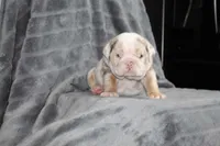 Rosie, a female English Bulldog for sale in Brandon, FL – 1 of 4