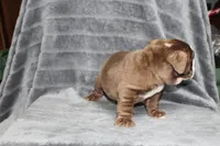 Honey, a female English Bulldog for sale in Brandon, FL – 10 of 10