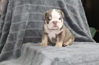 Meatball, a male English Bulldog for sale in Brandon, FL – 3 of 7