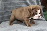 Honey, a female English Bulldog for sale in Brandon, FL – 1 of 10