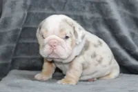 Rosie, a female English Bulldog for sale in Brandon, FL – 2 of 7