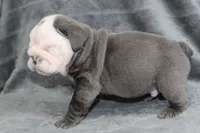 Rhino, a male English Bulldog for sale in Brandon, FL – 6 of 7