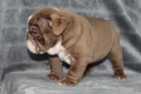 Honey, a female English Bulldog for sale in Brandon, FL – 4 of 10
