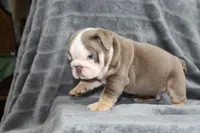 Meatball, a male English Bulldog for sale in Brandon, FL – 5 of 7