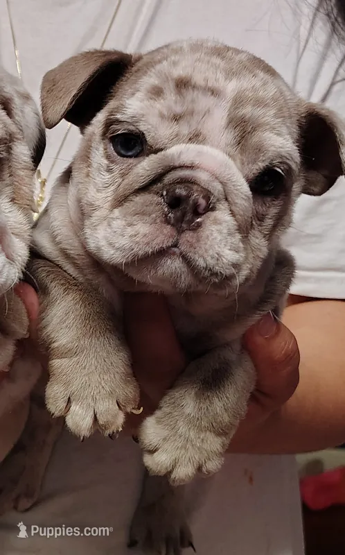 Peewee – English Bulldog puppy for sale in Brandon, FL
