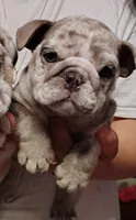 Peewee, a male English Bulldog for sale in Brandon, FL – 1 of 3