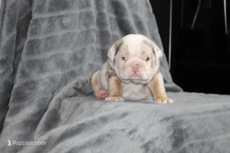 Rosie – English Bulldog puppy for sale in Brandon, FL