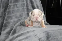 Rosie, a female English Bulldog for sale in Brandon, FL – 1 of 7
