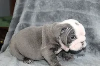 Rhino, a male English Bulldog for sale in Brandon, FL – 2 of 7
