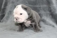 Rhino, a male English Bulldog for sale in Brandon, FL – 5 of 7