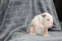 Rosie, a female English Bulldog for sale in Brandon, FL – 6 of 7
