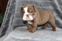 Honey, a female English Bulldog for sale in Brandon, FL – 3 of 10