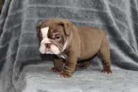 Honey, a female English Bulldog for sale in Brandon, FL – 2 of 10