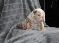 Rosie, a female English Bulldog for sale in Brandon, FL – 4 of 4