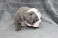Rhino, a male English Bulldog for sale in Brandon, FL – 4 of 7