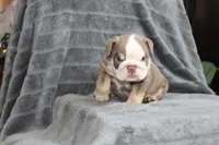 Meatball, a male English Bulldog for sale in Brandon, FL – 4 of 7