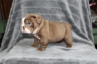 Honey, a female English Bulldog for sale in Brandon, FL – 7 of 10