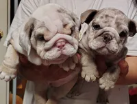 Peewee, a male English Bulldog for sale in Brandon, FL – 3 of 3