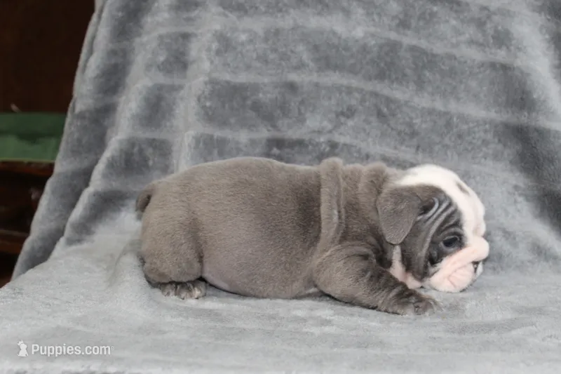 Rhino – English Bulldog puppy for sale in Brandon, FL