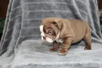 Honey, a female English Bulldog for sale in Brandon, FL – 8 of 10