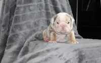 Rosie, a female English Bulldog for sale in Brandon, FL – 3 of 4