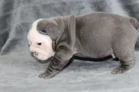 Rhino, a male English Bulldog for sale in Brandon, FL – 7 of 7