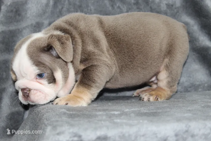 Meatball – English Bulldog puppy for sale in Brandon, FL