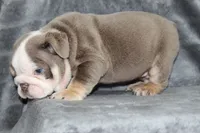 Meatball, a male English Bulldog for sale in Brandon, FL – 1 of 7